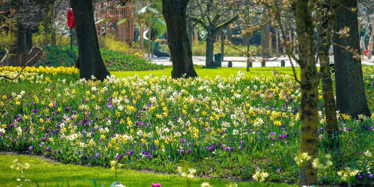 75 Jaar Keukenhof: Ontdek ons Indigo ontwerp!