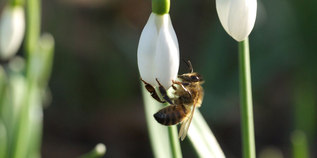 Biodiverstiteitsondersteuning door Koos Biesmeijer bij JUBdagen