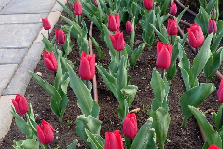Tulp 'Uranus' in bloei in Roemeense parlementstuin