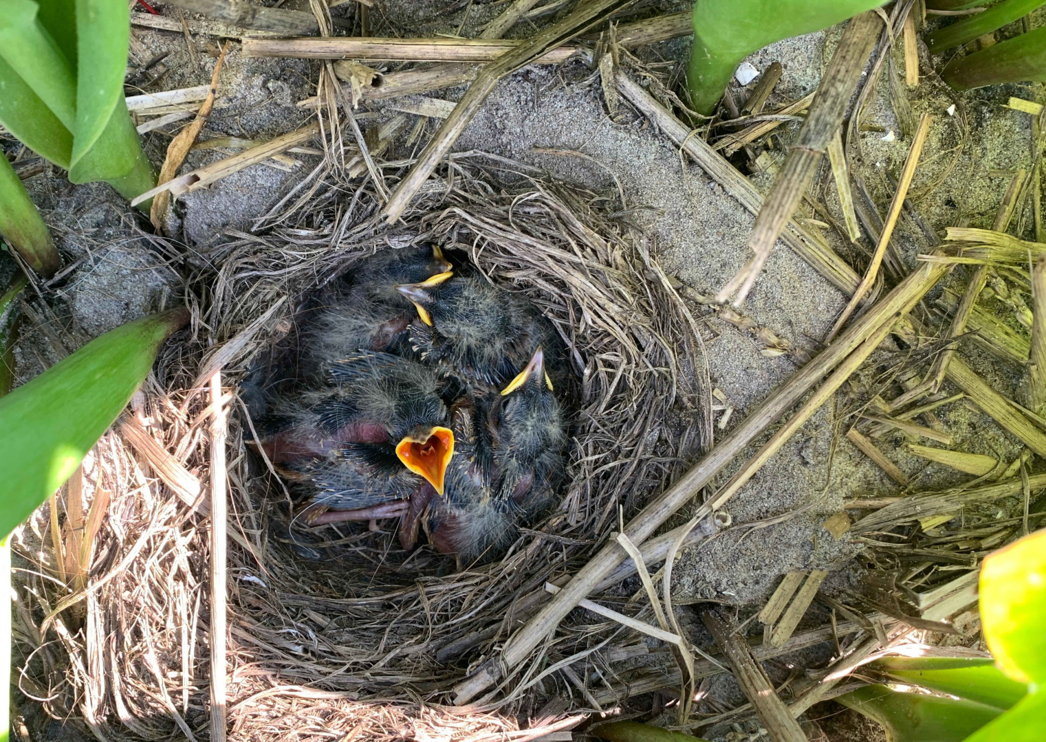 Bollenvogels bij JUB Holland – broedsucces van gele kwikstaarten