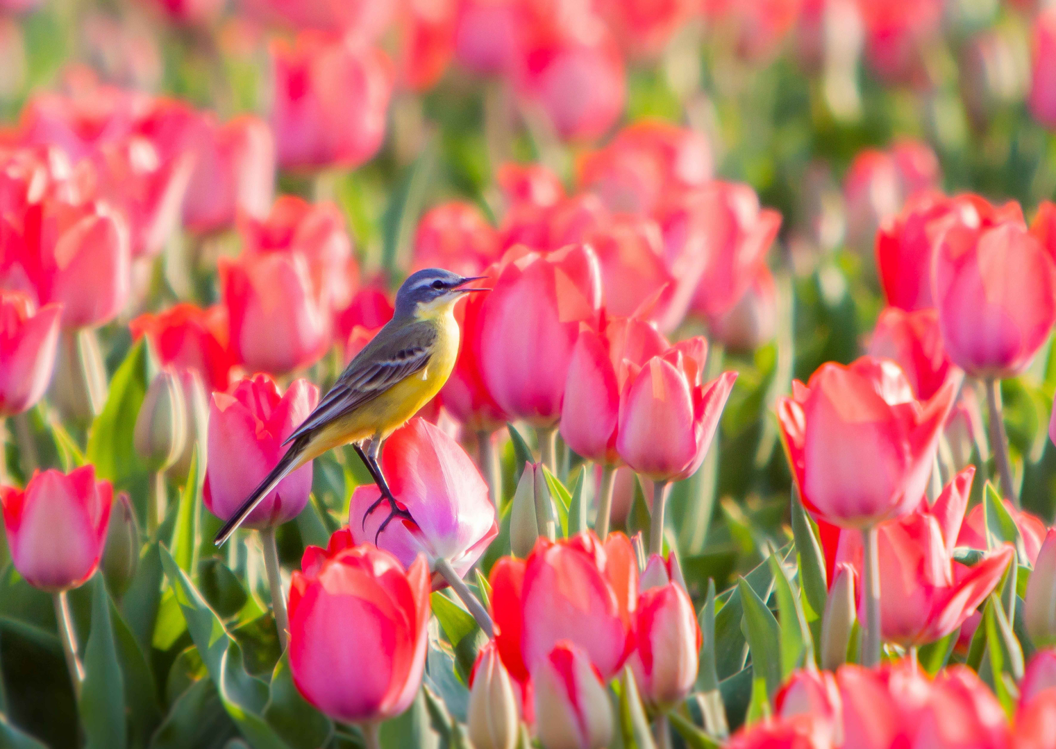 Breeding success among the bulbs