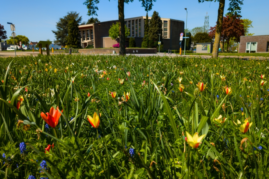  Bonte Bermen in Limburg: biodiversiteit in volle bloei