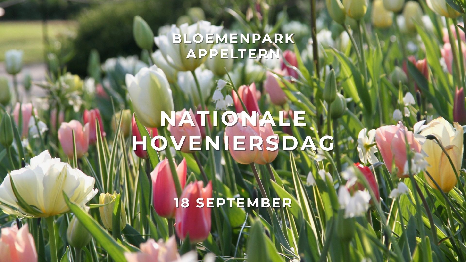 Bloembollen die uw werk versterken | JUB Holland op de Nationale Hoveniersdag