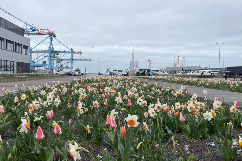  Bloembollen en vaste planten op zout stukje niemandsland