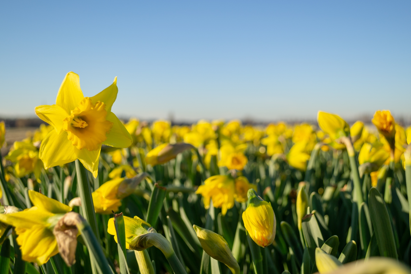 Het is Lente!