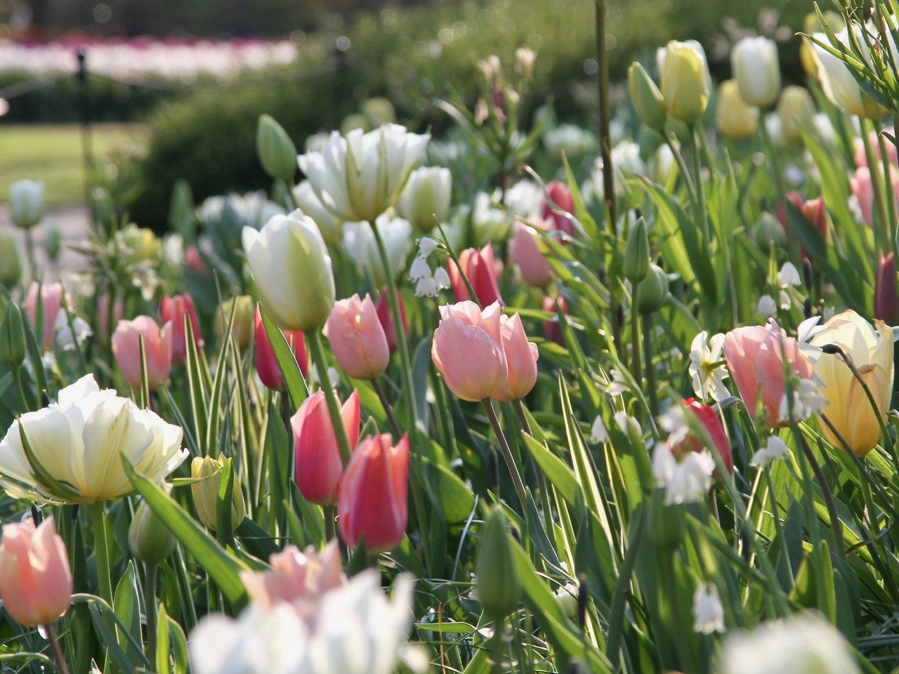 Keukenhof 2019