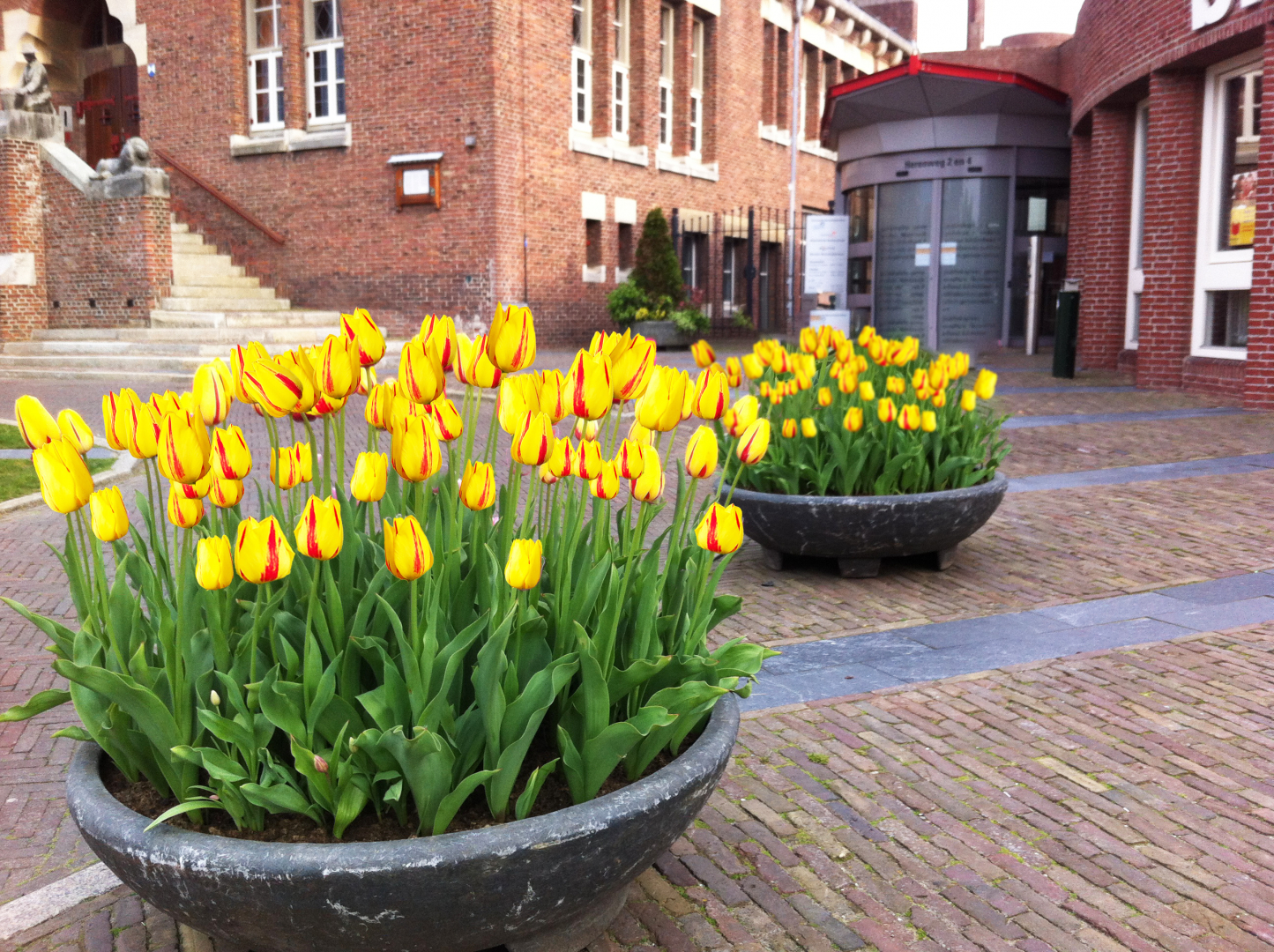Exclusief bij JUB: Freedom Flame Tulp®