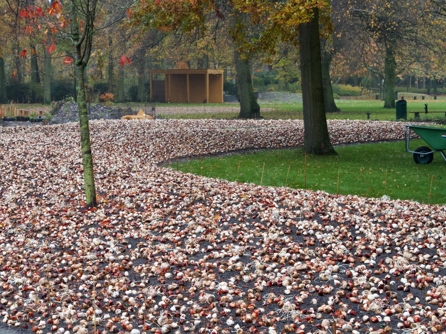 De nieuwe JUB-Borders voor Keukenhof 2020: ‘Hot&Cool!’