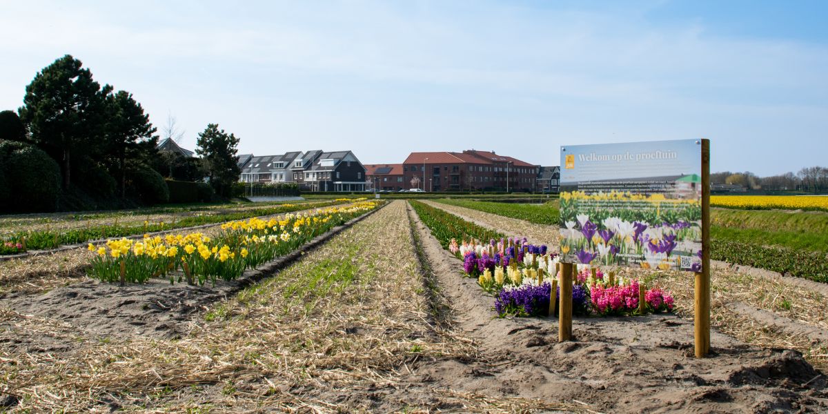 JUB Holland’s Trial Garden: where colour, knowledge and creativity come together