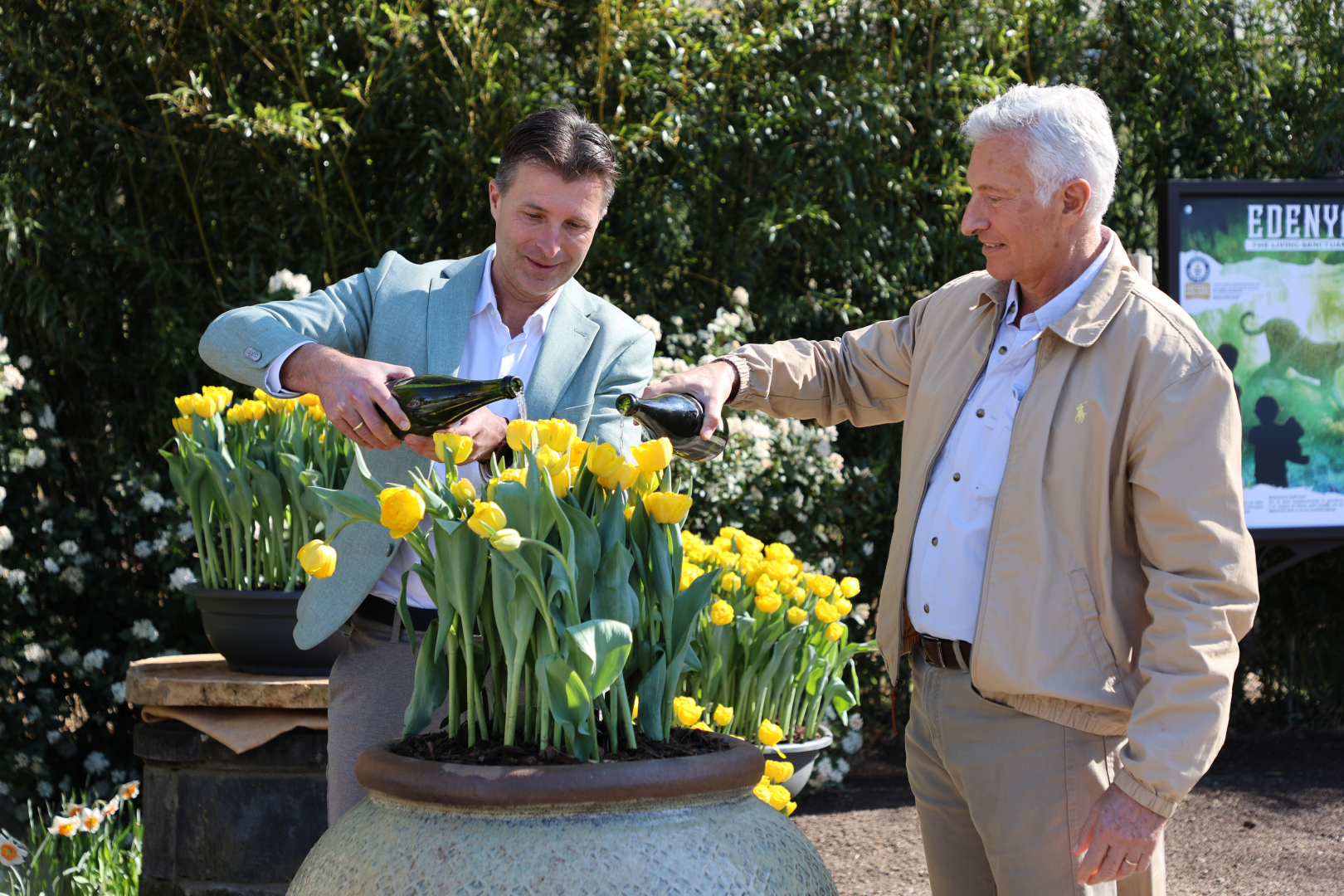 Tulipa ‘Pairi Daiza’ gedoopt tijdens opening van Floral Dreams