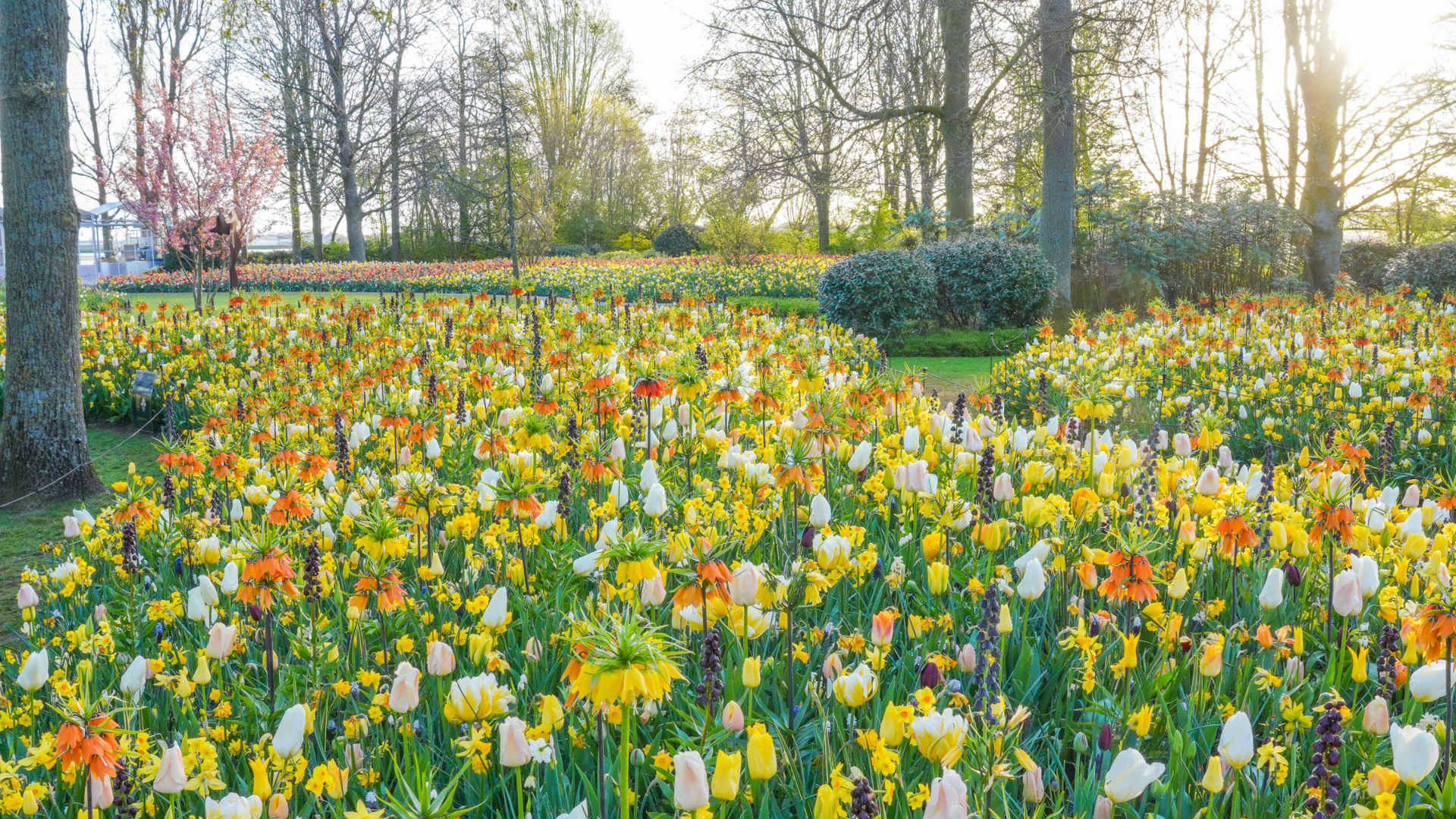 The Field of Gold van JUB Holland schittert nog tot 10 mei op Keukenhof