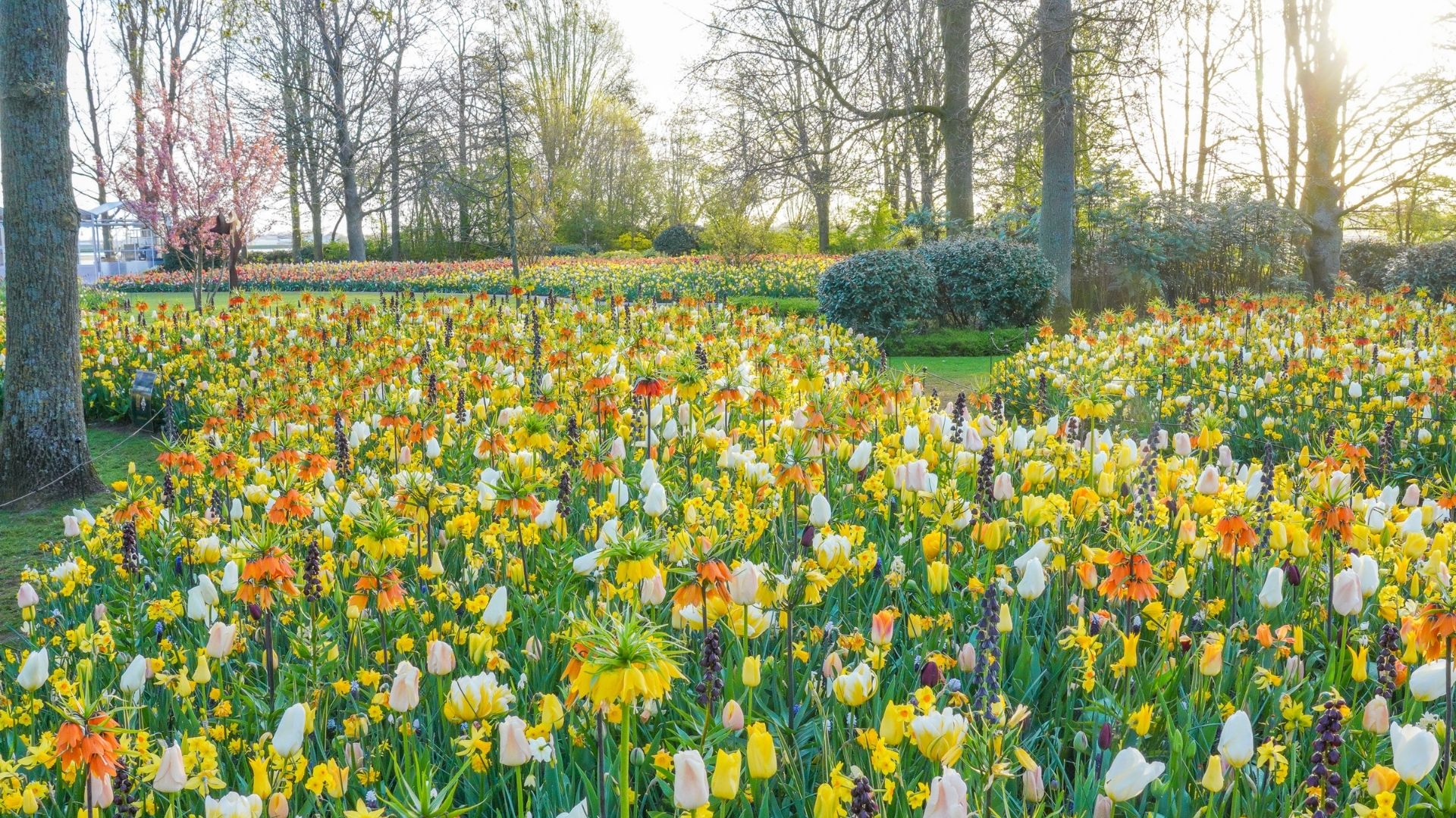 JUB HOLLAND’S THE FIELD OF GOLD SHINES AT KEUKENHOF UNTIL 10 MAY