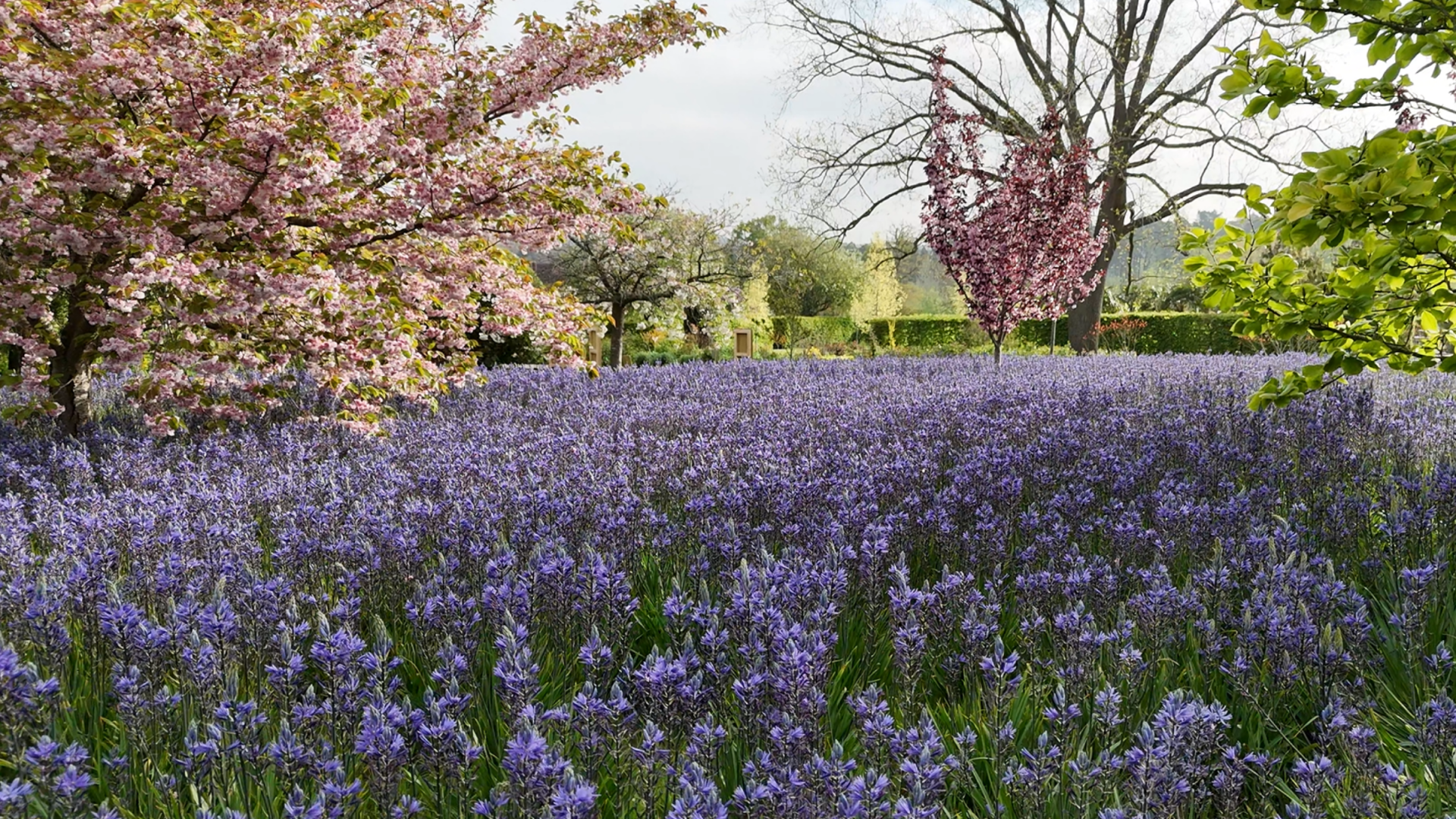Camassia in focus: the quiet strength for late spring landscapes