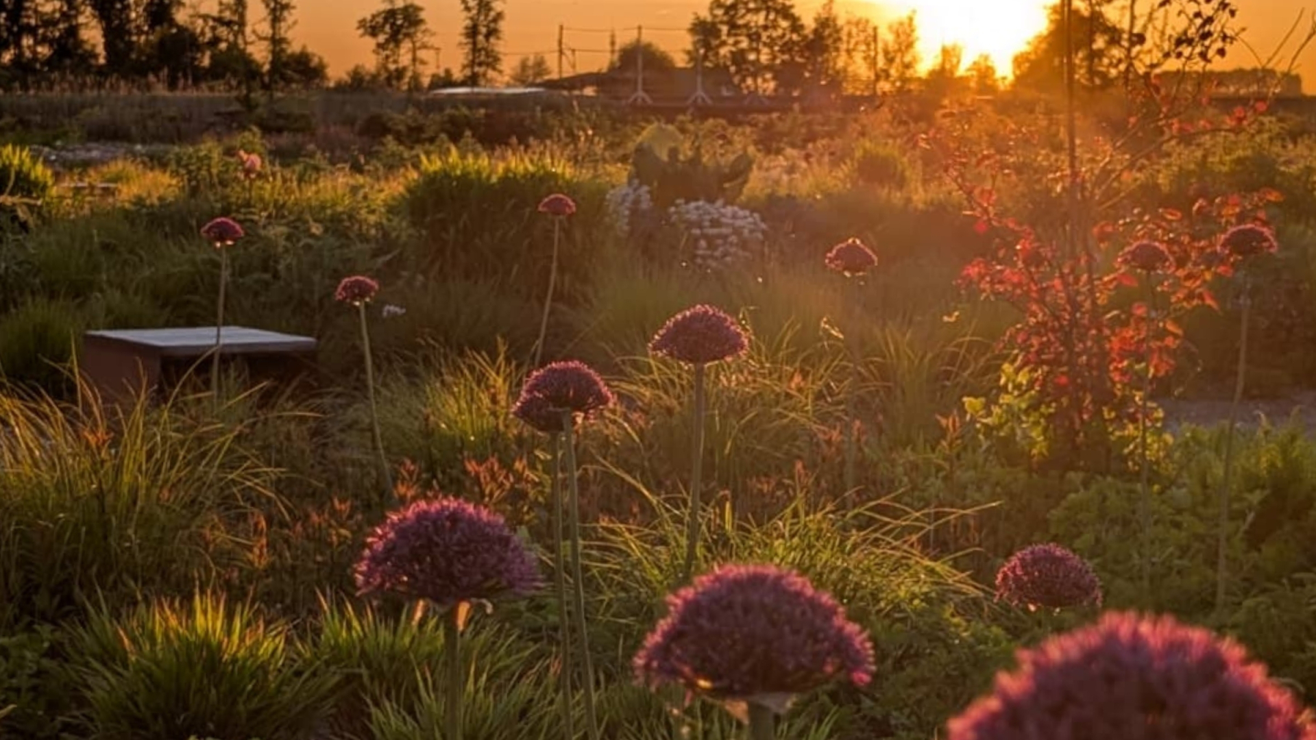 Alliums in focus