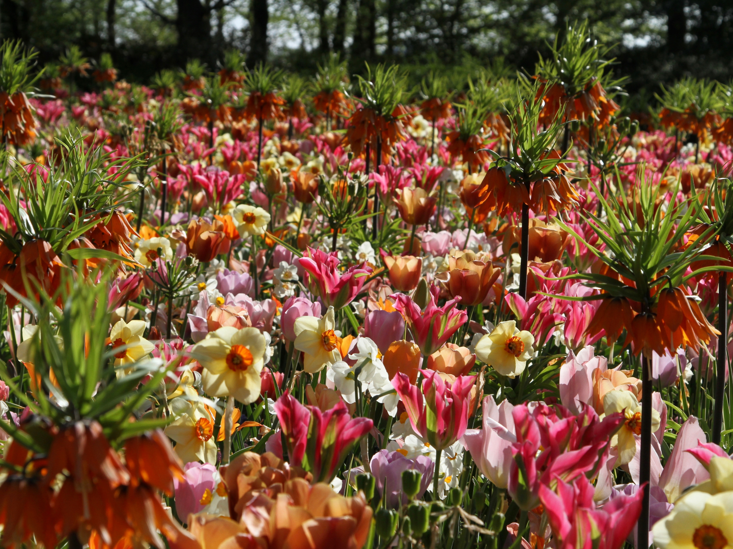 Terugblik op een bijzonder Keukenhof seizoen 2020