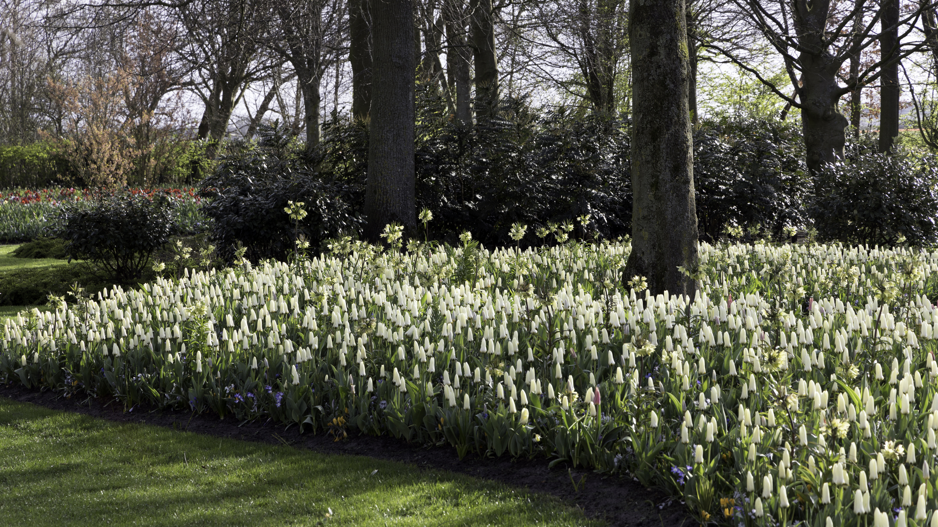 Keukenhof 2021