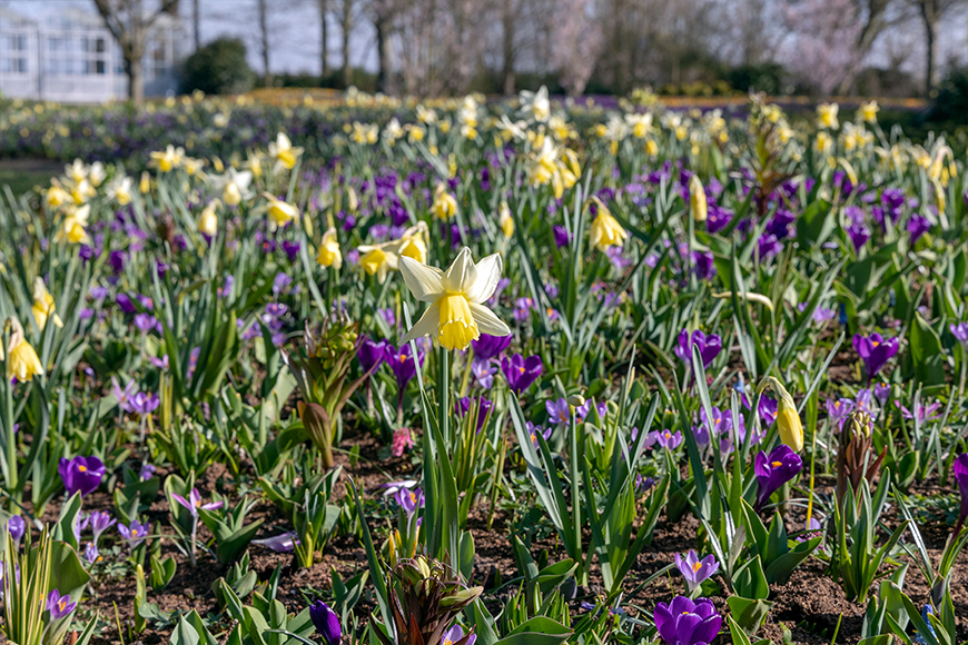 SILK - Keukenhof 21/03/2022