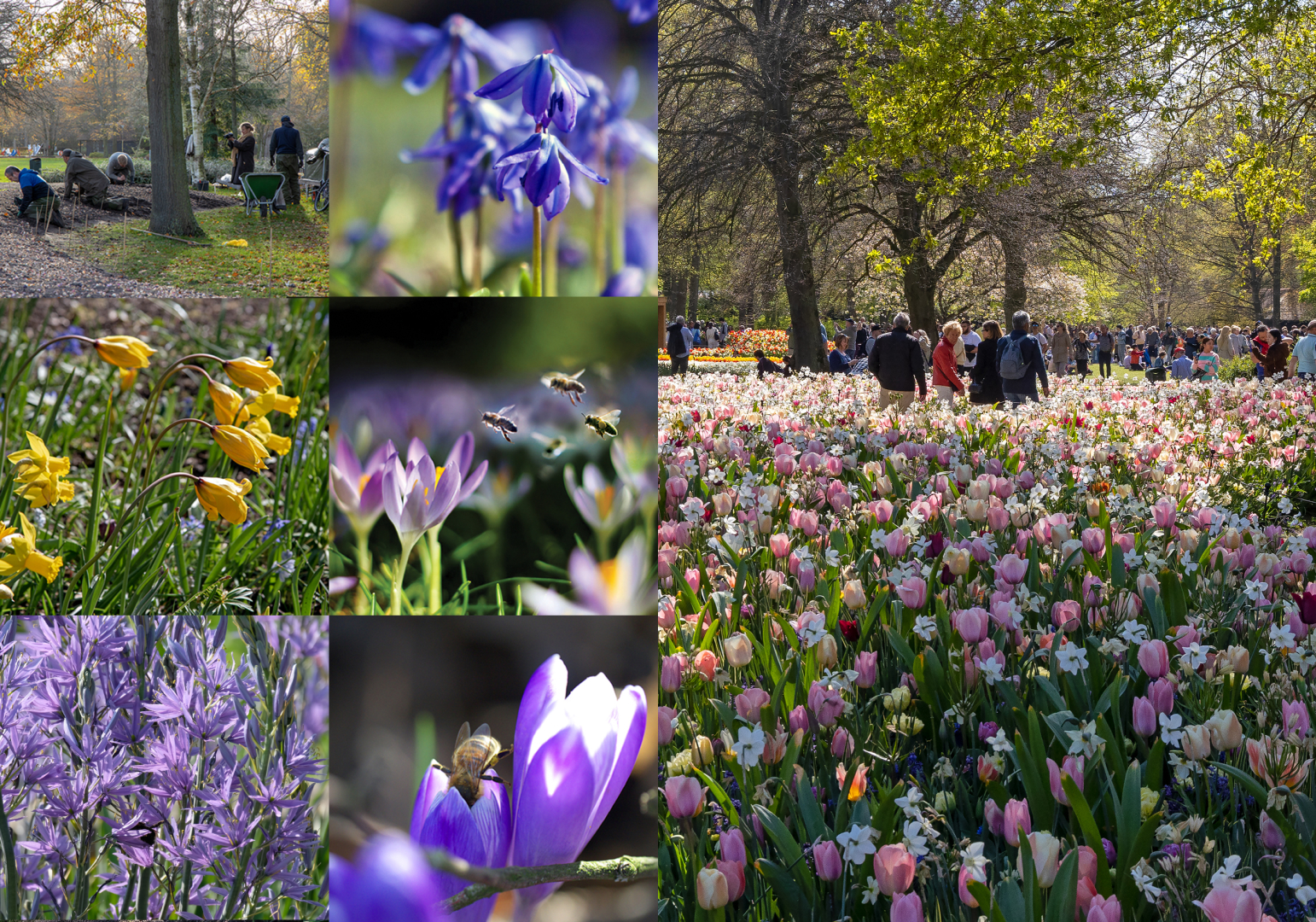 Rijnbeek Perennials, JUB Holland & Keukenhof geven unieke preview van 75e lenteparkseizoen