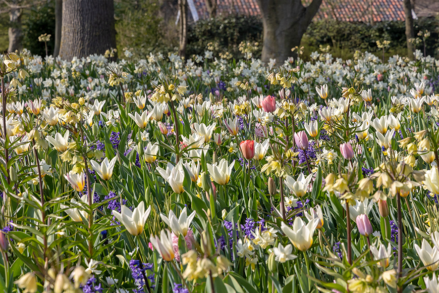 SILK - Keukenhof 29/03/2022