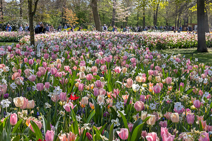 SILK - Keukenhof 22/04/2022