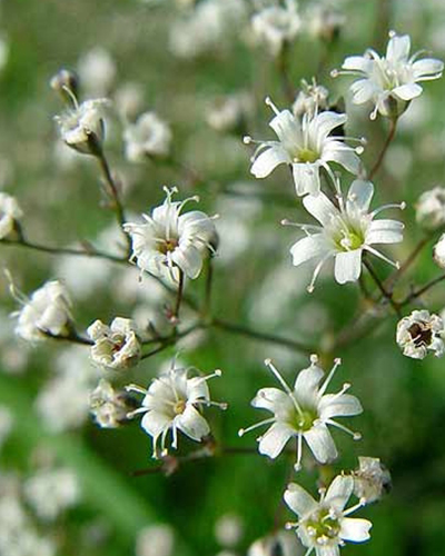 Gypsophila Paniculata