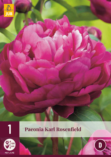 X 1 PAEONIA KARL ROSENFIELD 2 3 JUB Holland