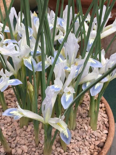 Iris reticulata deals