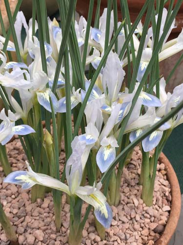 X 100 IRIS RETICULATA FROZEN PLANET 5/6