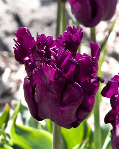 Tulipa Rasta Parrot - Bulbes de Tulipes x10 - Bulbes à Fleurs