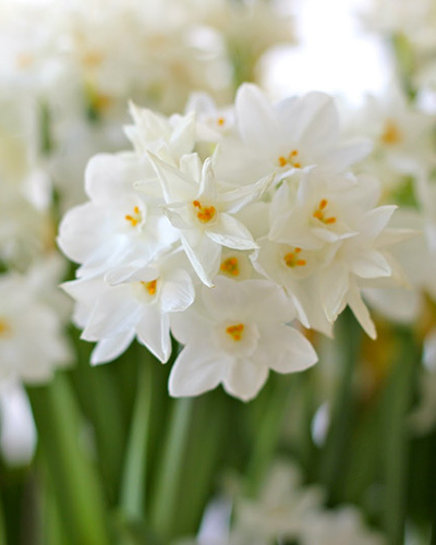 Paperwhite narcissus shop