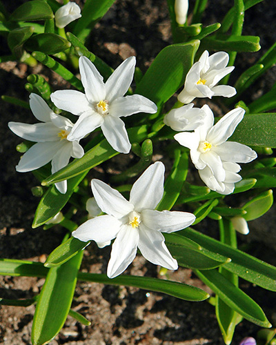 X 100 CHIONODOXA LUCILIAE ALBA 5 JUB Holland