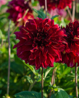 Dahlia (dec) 'Bohemian Spartacus' Sac de 10 pièces