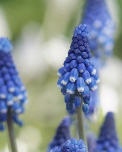 X 100 MUSCARI BOTRYOIDES SUPERSTAR 6 JUB Holland