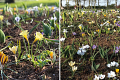 Spring Growth Has Begun in ‘A Mysterious Dutch Still Life’