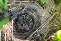 Bulb Birds at JUB Holland – Breeding Success of Yellow Wagtails