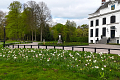  Bloembollen als verkeersmaatregel in historisch Park Velserbeek
