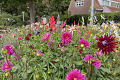 Dahlia's en Gladiolen in Amsterdam!