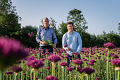 Alliums: sterke sfeermakers voor elk denkbaar project