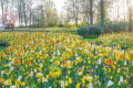 The Field of Gold van JUB Holland schittert nog tot 10 mei op Keukenhof
