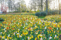 JUB HOLLAND’S THE FIELD OF GOLD SHINES AT KEUKENHOF UNTIL 10 MAY
