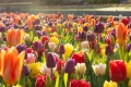 JUB Holland UK Roadshow at RHS Wisley 2026