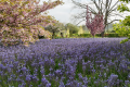 Camassia in focus: the quiet strength for late spring landscapes