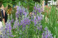 Chelsea Flower Show 2026 through a landscape lens