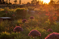 Alliums in focus