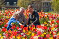 Bloembollen in het Bolwerk van Alkmaar