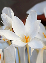 X 100 CROCUS SPECIOSUS ALBUS