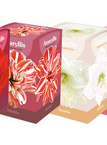 MIXDOOS 24 (4X6) DOOSJES AMARYLLIS DUBBEL