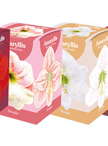 MIXDOOS 24 (4X6) DOOSJES AMARYLLIS ENKEL
