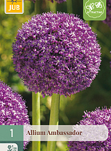 X   1 ALLIUM AMBASSADOR