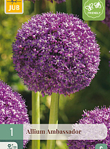 X 1 ALLIUM AMBASSADOR